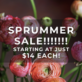 SALE!  SPRUMMER '26